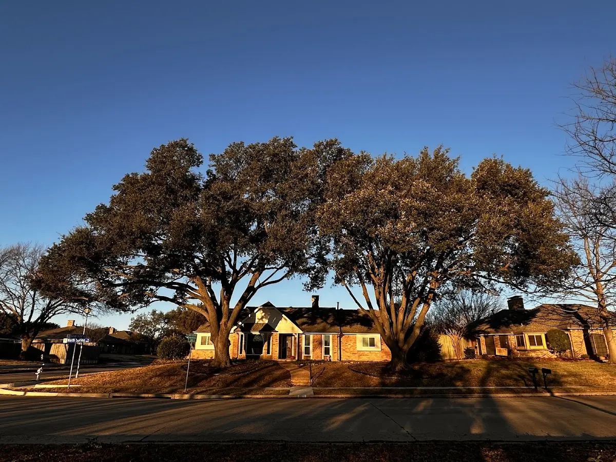 Established residential canopy tree shading a home in Kenduskeag